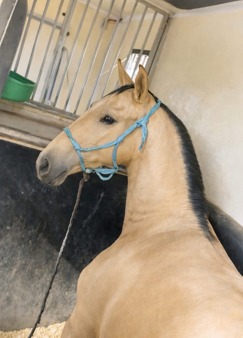 Potrillo de 5 meses transportado por JSG EquiTrans